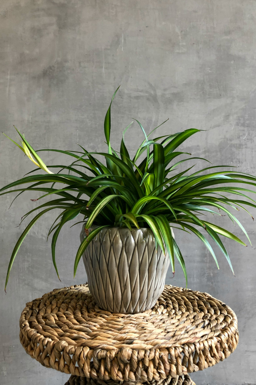 spider hawaiian plant Chlorophytum 'Hawaiian' Spider Plant – ECOVIBE