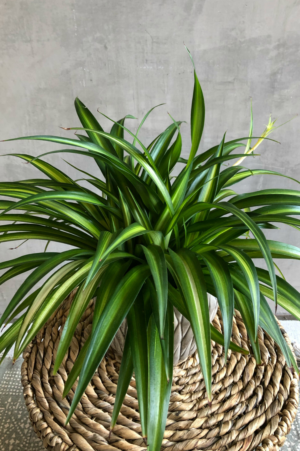 spider hawaiian plant Chlorophytum 'Hawaiian' Spider Plant