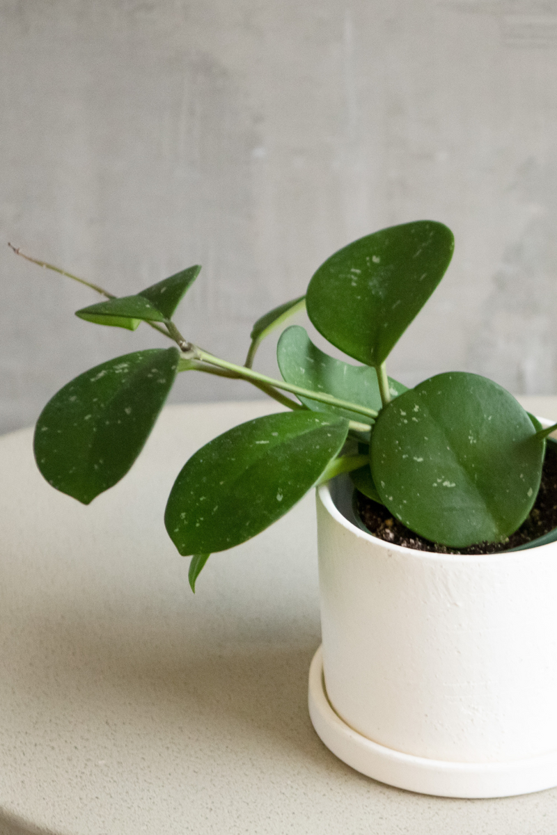 Hoya-Obovata
