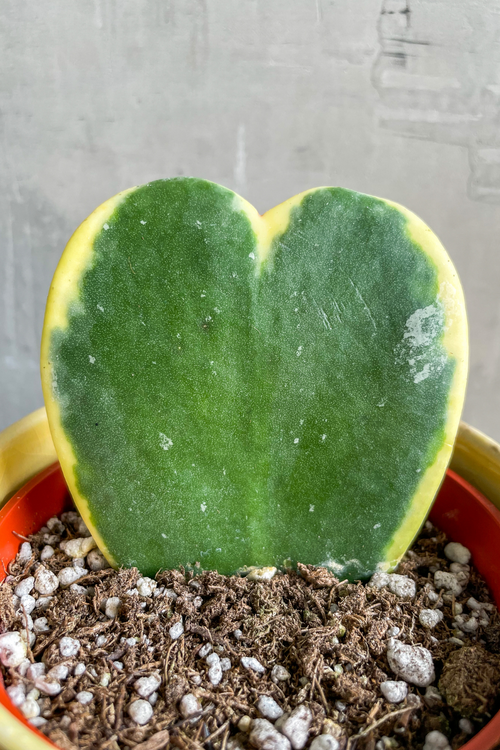 Hoya Kerrii 'Variegata'