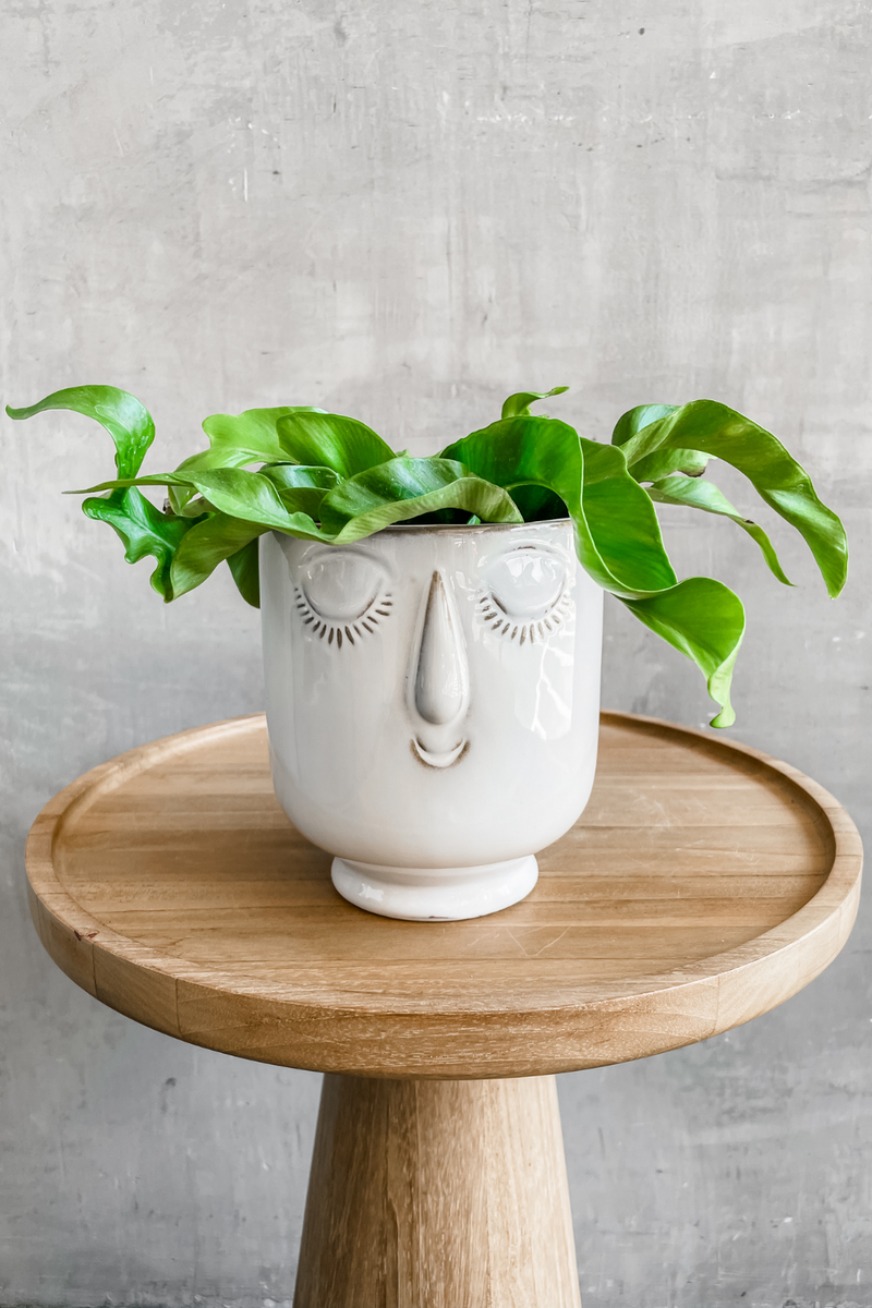 asplenium antiquum hurricane bird's nest fern 4"
