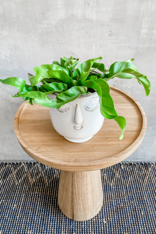 Asplenium 'Hurricane'