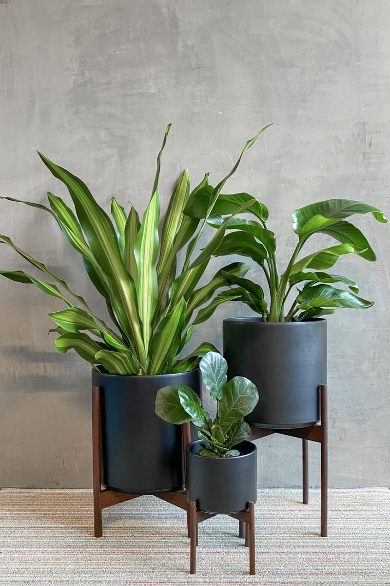 indoor ceramic planter Black Revival Ceramics Planter + Stand – ECOVIBE