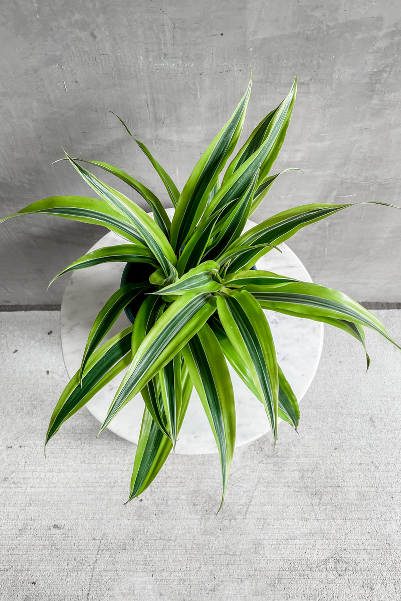 dracaena lemon surprise vs lemon lime Dracaena 'Lemon Lime' – ECOVIBE