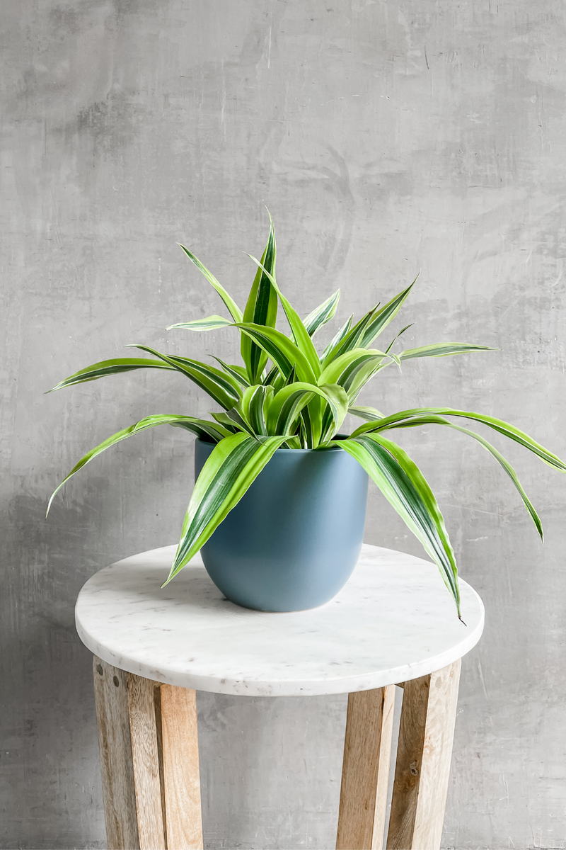 neon dracaena Dracaena 'Lemon Lime' – ECOVIBE