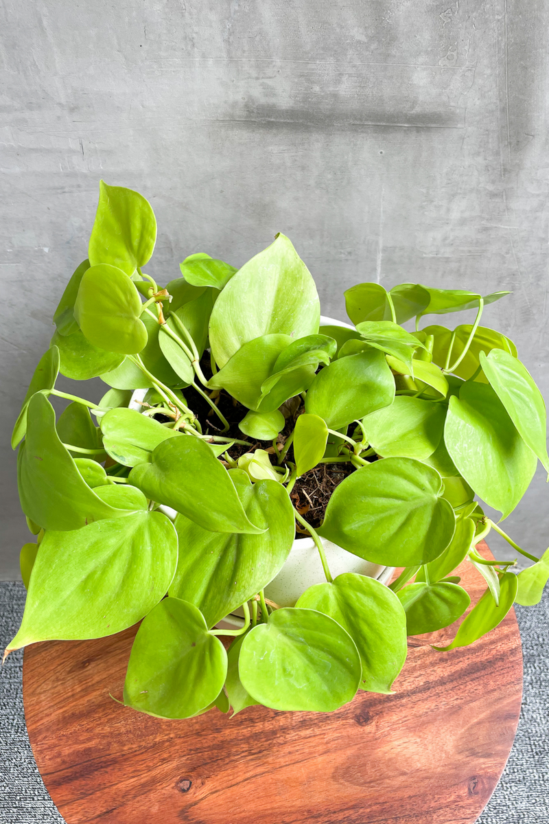 lemon lime philodendron Philodendron 'Lemon Lime' – ECOVIBE