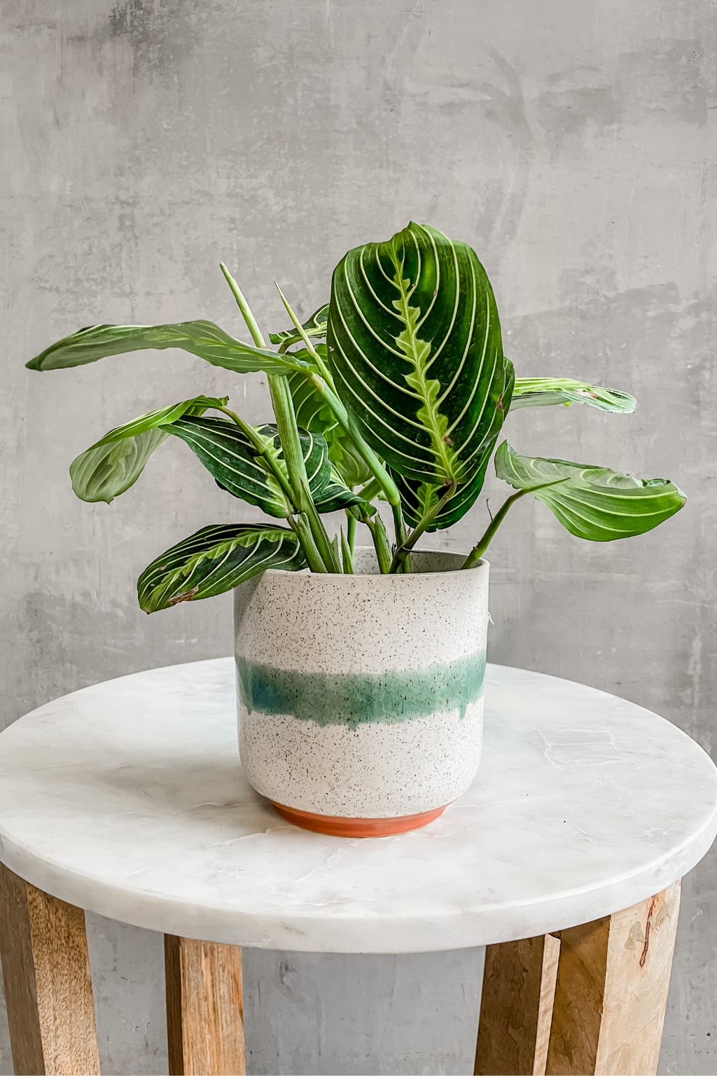 Maranta Lemon Lime 'Prayer Plant' – ECOVIBE