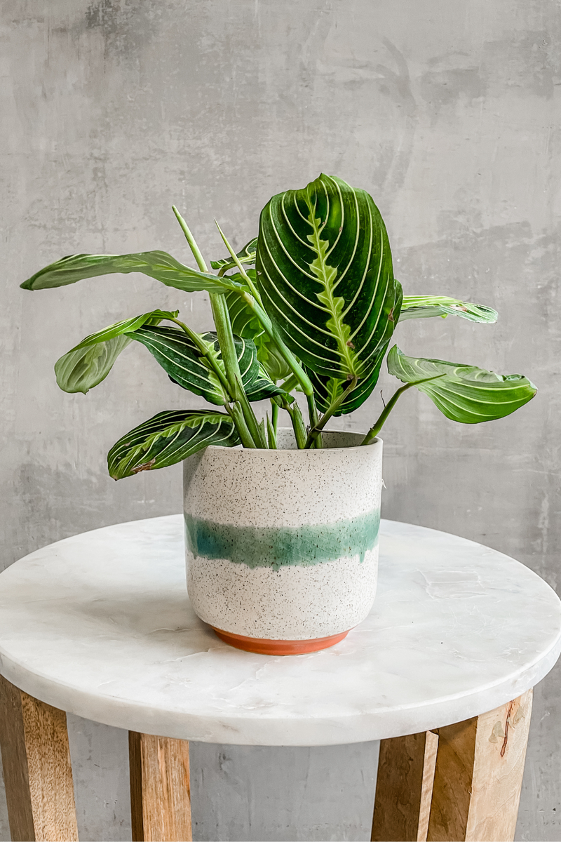 maranta lemon lime prayer plant Maranta Lemon Lime 'Prayer Plant' – ECOVIBE