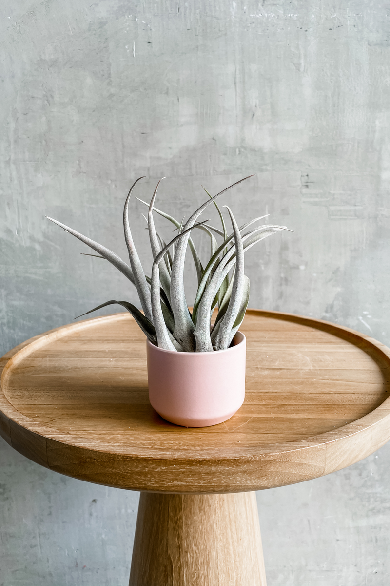 Accent-Decor-Kendall-Pot-in-Blush