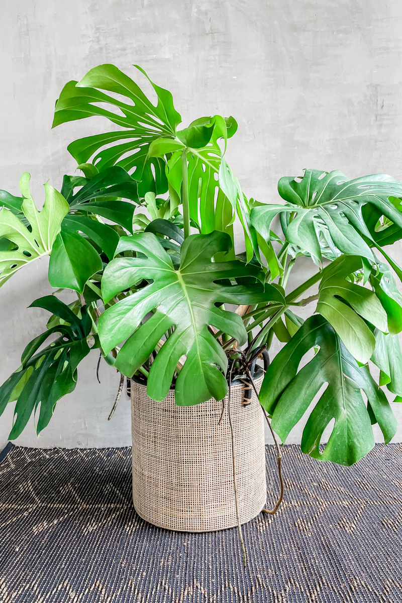 Monstera 'Deliciosa' – ECOVIBE