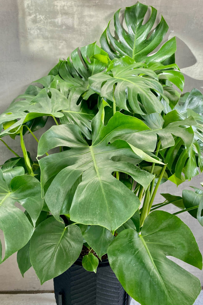 monstera deliciosa cam Monstera 'Deliciosa' – ECOVIBE