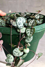 4 of 5:Ceropegia ‘String of Hearts’