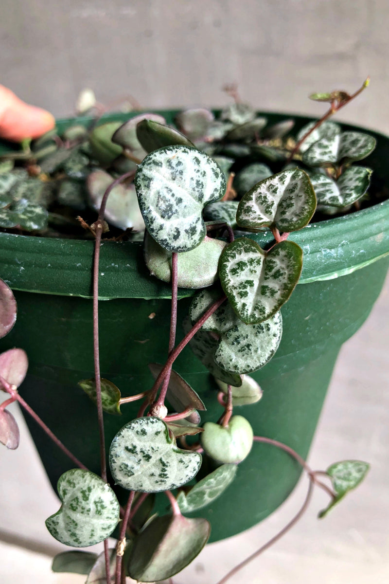 Ceropegia Woodii ‘String of Hearts’