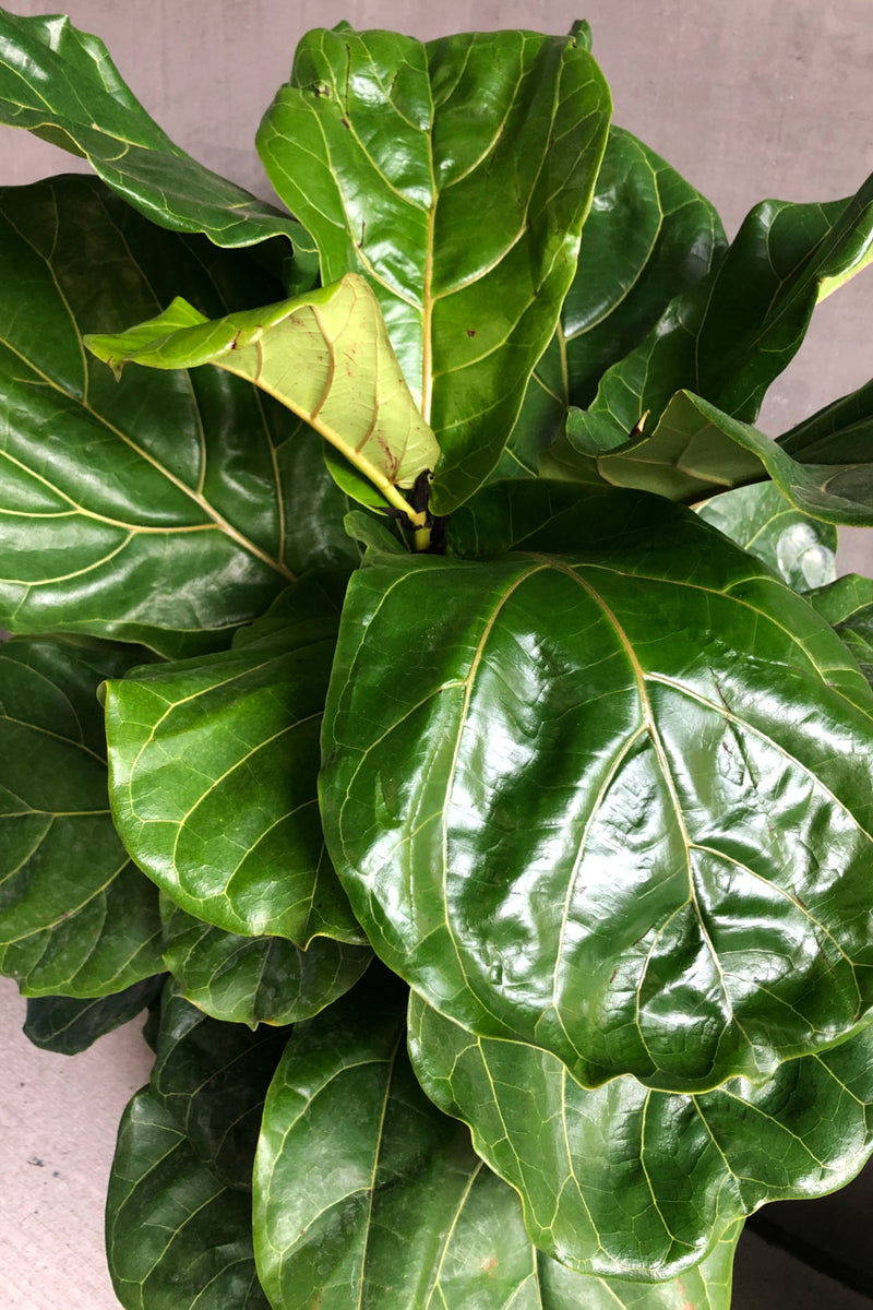 10" Ficus Lyrata 'Fiddle Leaf Fig' Bush