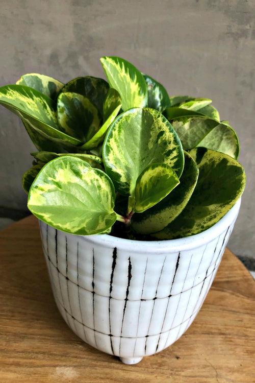 Peperomia 'Obtusifolia Variegata'