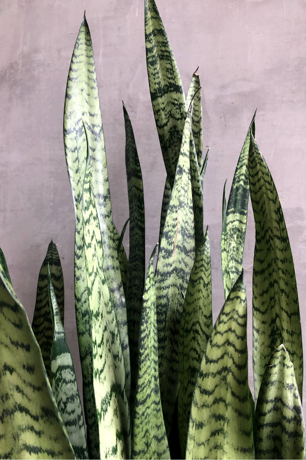 mojave sansevieria Sansevieria 'Zeylanica' – ECOVIBE