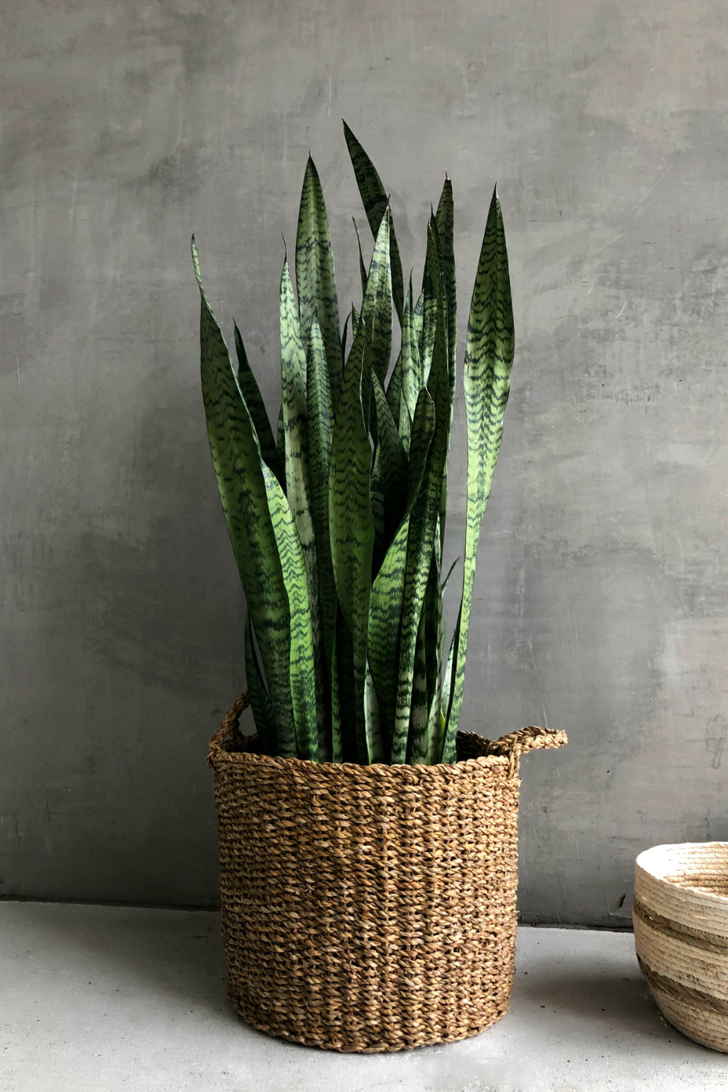 sansevieria snake plant in woven river grass Sansevieria 'Zeylanica' – ECOVIBE