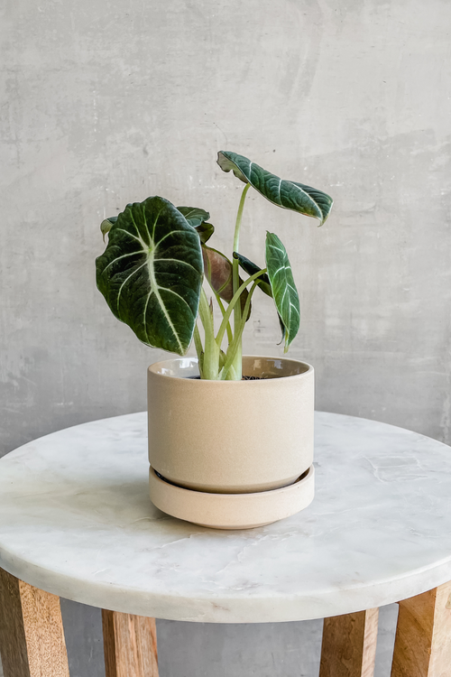 Oatmeal Round Two Planter-LBE Design-ECOVIBE