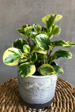 3 of 4:Peperomia 'Obtusifolia Variegata'
