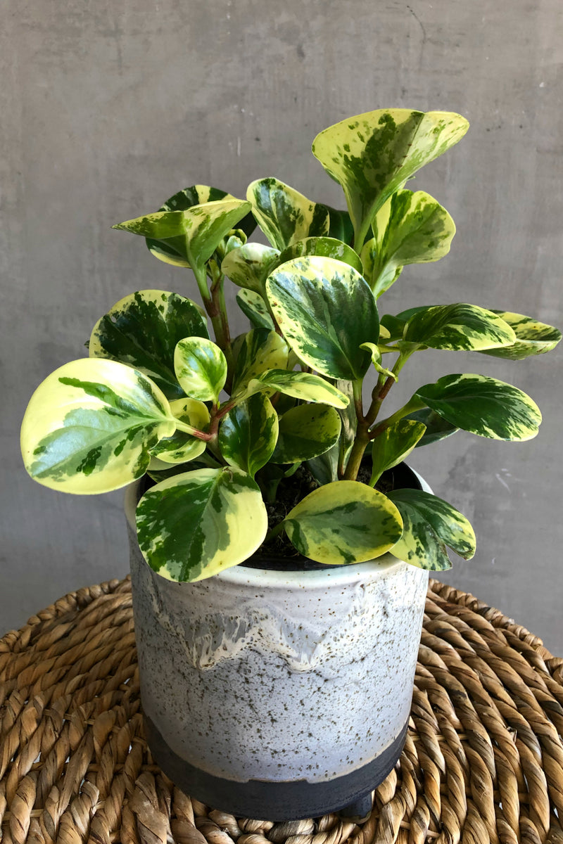 Peperomia Obtusifolia