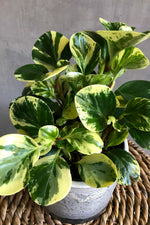 4 of 4:Peperomia 'Obtusifolia Variegata'