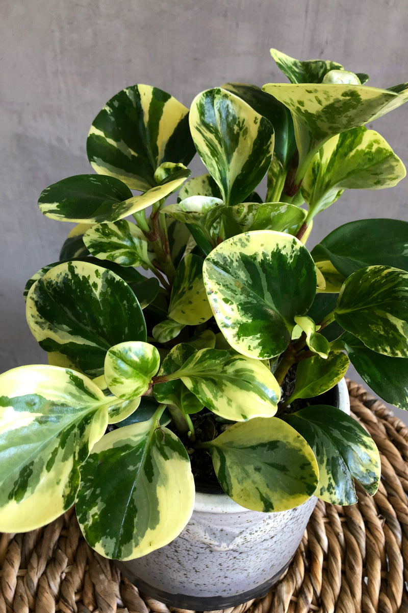 Peperomia Obtusifolia