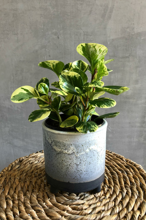 Peperomia 'Obtusifolia Variegata'