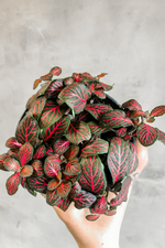 Fittonia Nerve Plant Red 4"