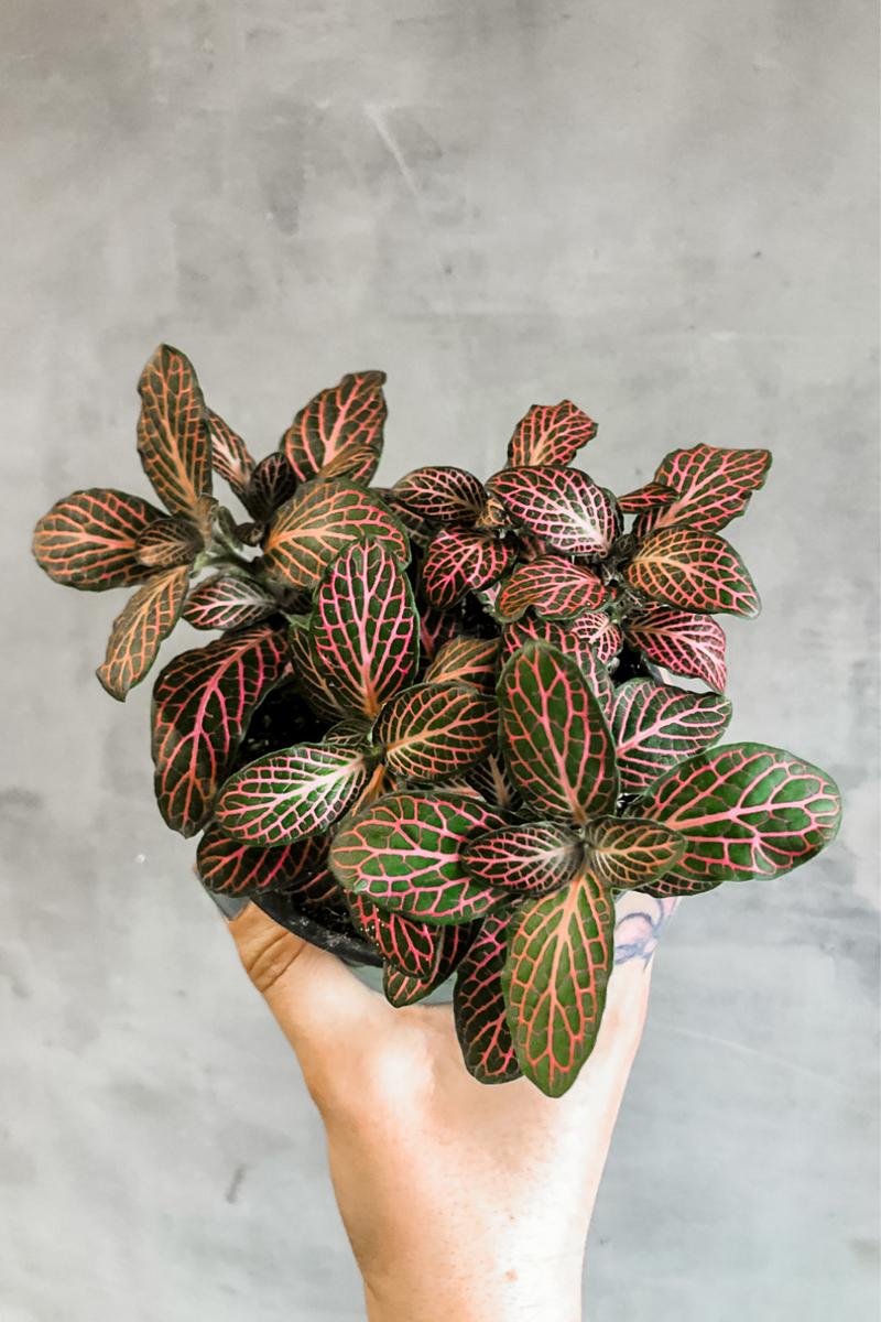 Fittonia Nerve Plant Pink 4"