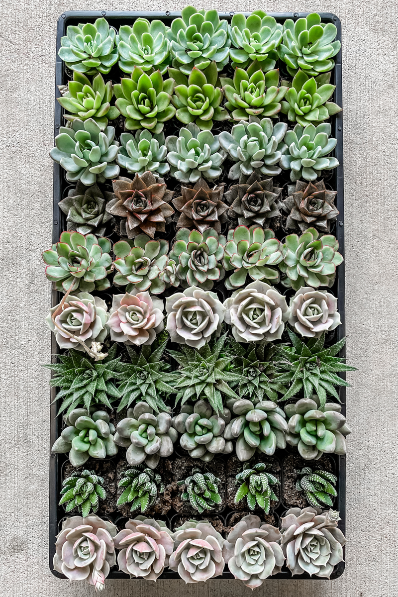 succulents online Assorted Succulents – ECOVIBE