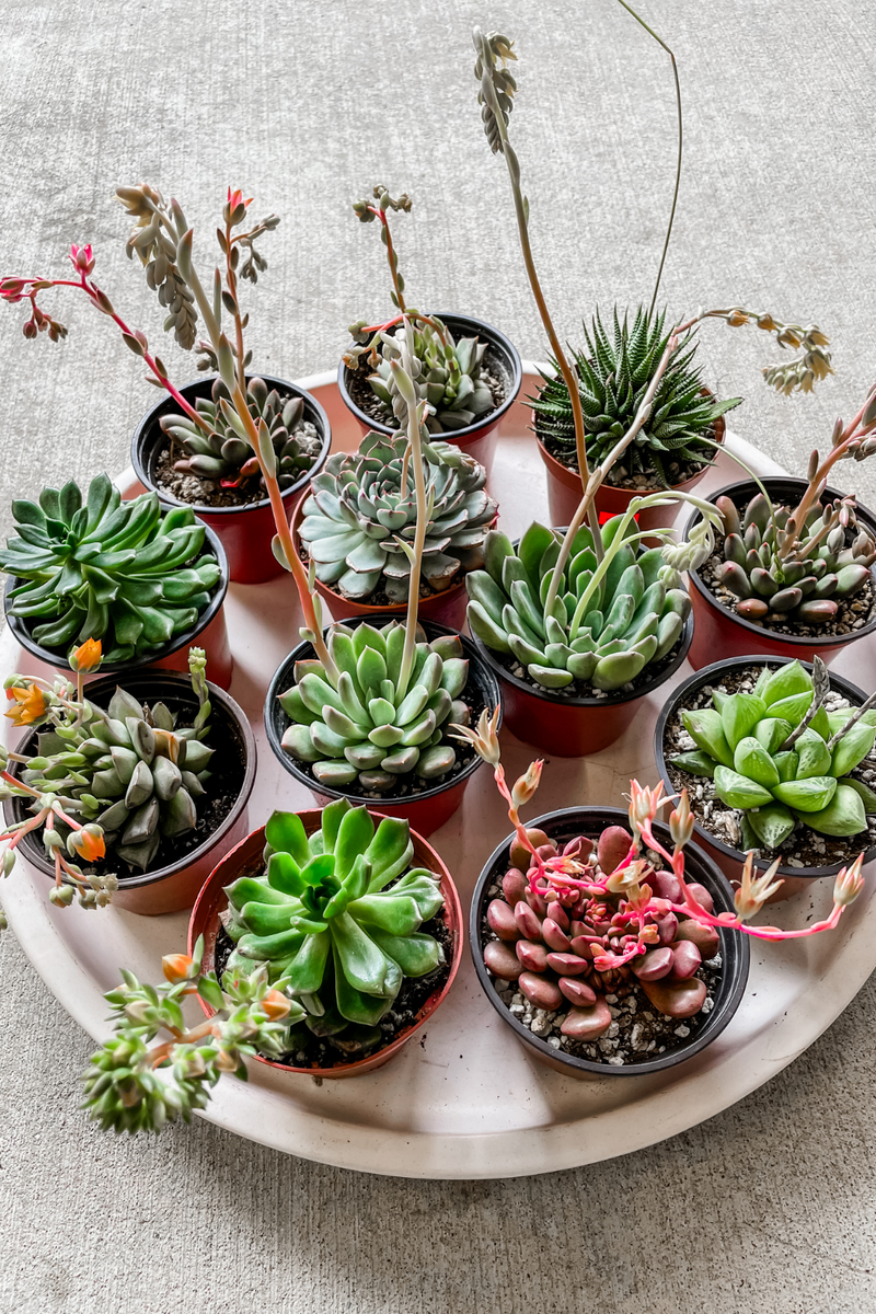 buy potted succulents online Assorted Succulents
