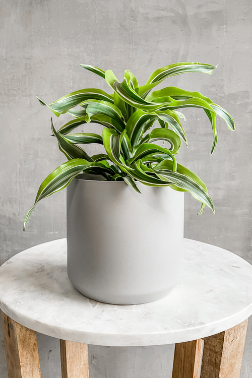 Dracaena 'Lemon Surprise'