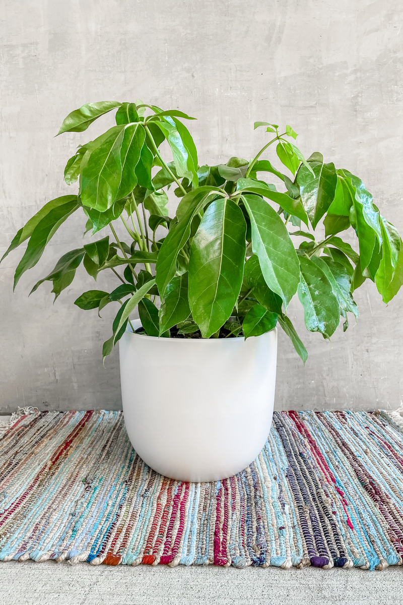 schefflera amate house plant Schefflera Amate 'Umbrella Plant' – ECOVIBE