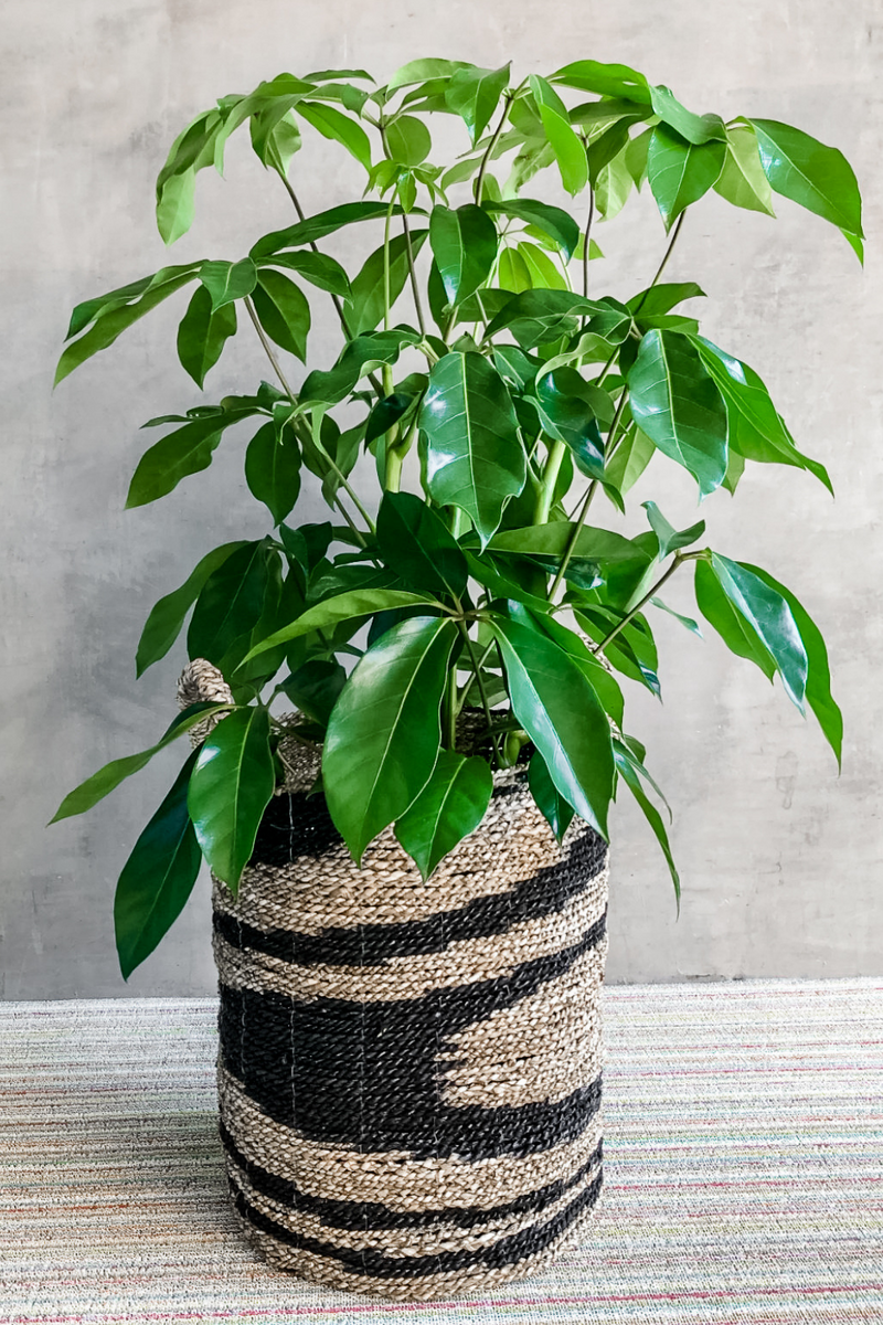 schefflera amate house plant Schefflera Amate 'Umbrella Plant' – ECOVIBE