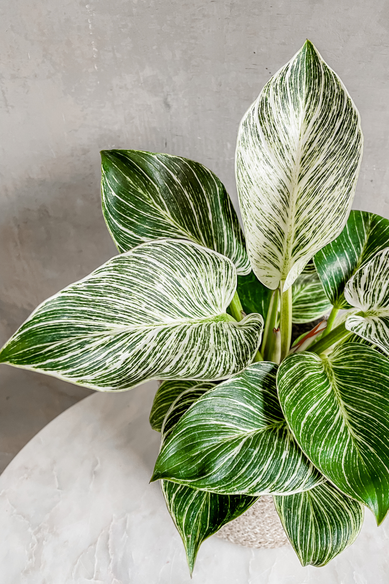 philodendron birkin wholesale Philodendron 'Birkin' – ECOVIBE