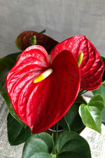 2 of 4:Anthurium 'Red'