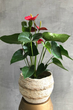 3 of 4:Anthurium 'Red'