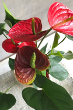 4 of 4:Anthurium 'Red'