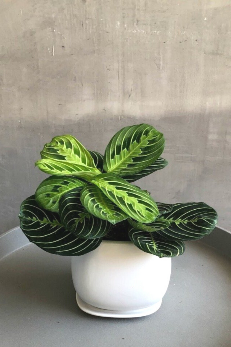 prayer lemon plant Maranta Lemon Lime 'Prayer Plant' – ECOVIBE