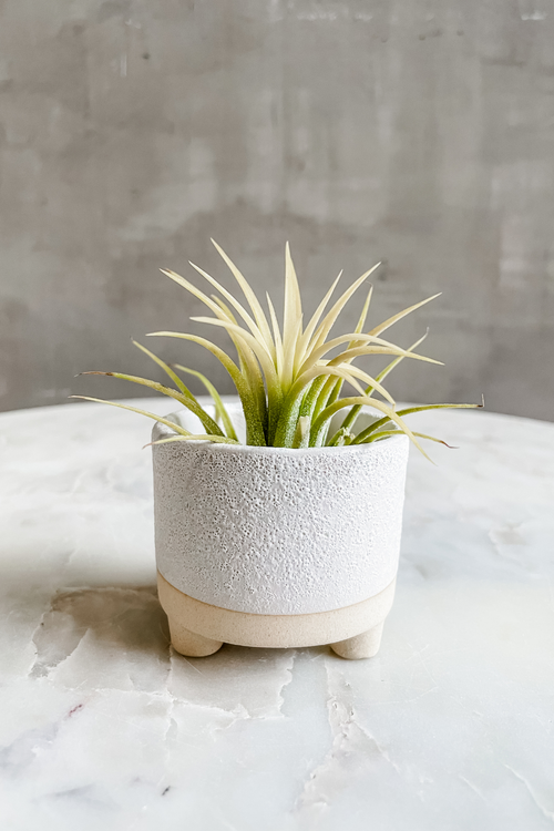    Accent_Decor_Delray_Footed_Air_Plant_Pot