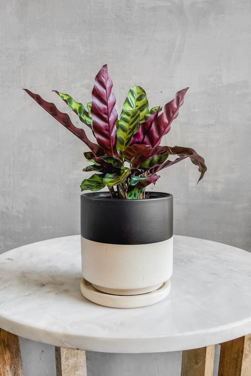 best pot for rattlesnake plant Calathea Lancifolia 'Rattlesnake Plant' – ECOVIBE