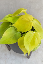 2 of 3:Philodendron 'Lemon Lime'