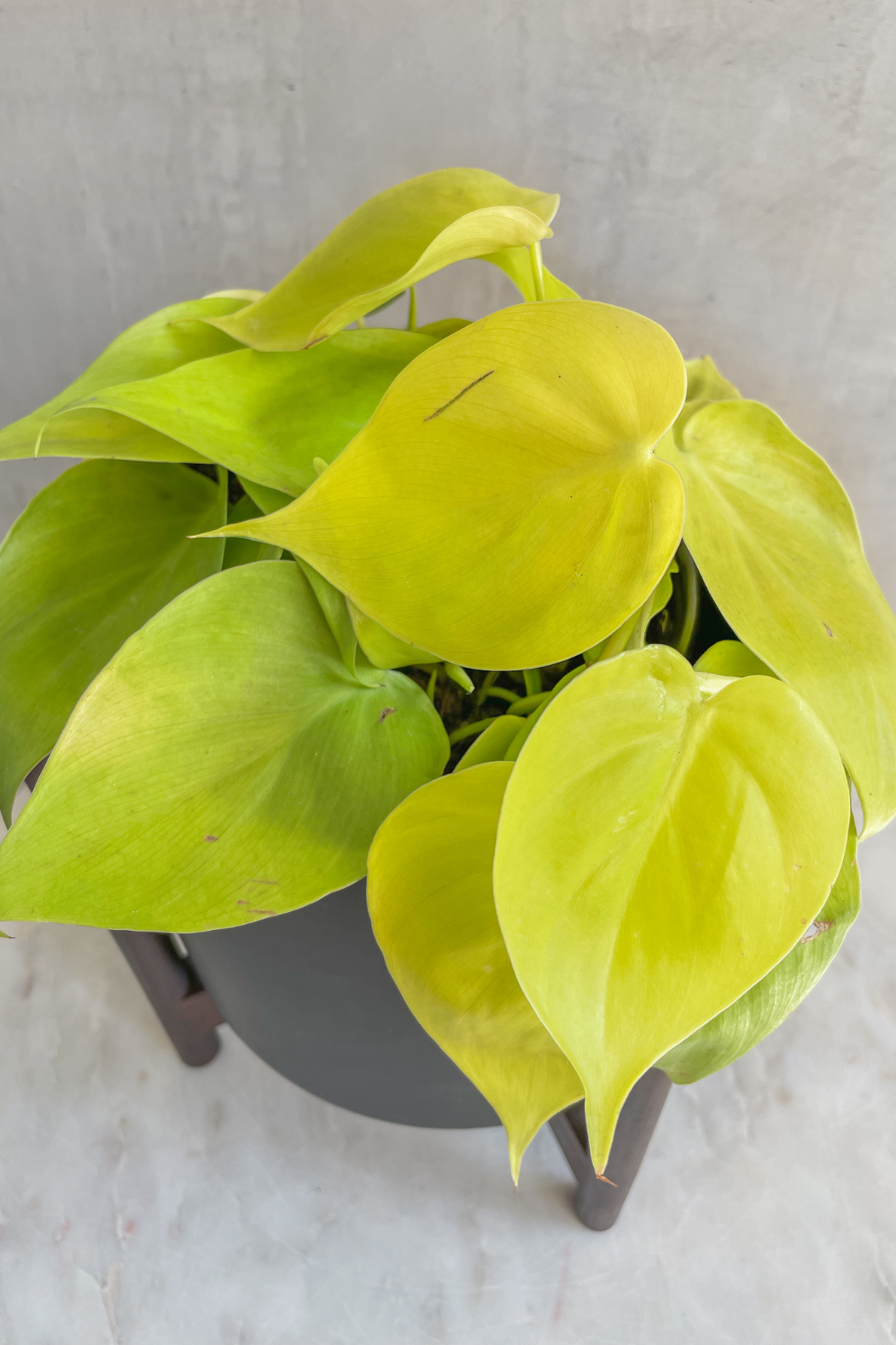 philodendron cordatum lemon lime Philodendron 'Lemon Lime' – ECOVIBE