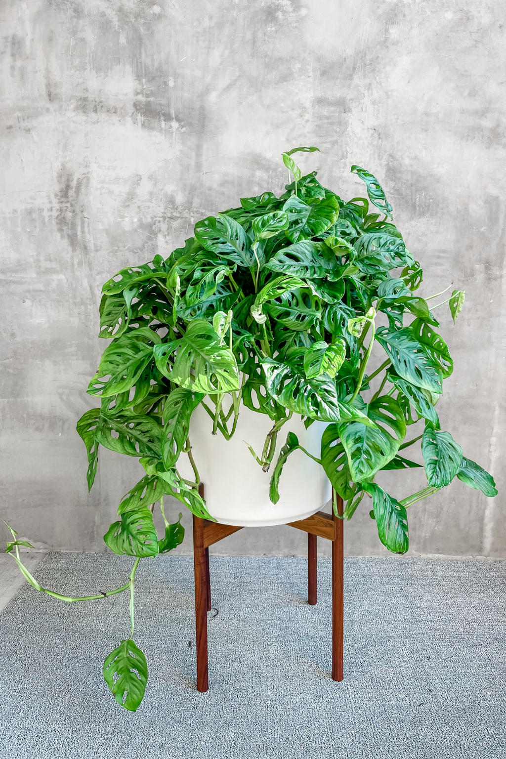 big monstera adansonii Monstera Adansonii 'Swiss Cheese Plant' – ECOVIBE