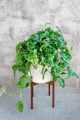 large monstera adansonii Monstera Adansonii 'Swiss Cheese Plant' – ECOVIBE
