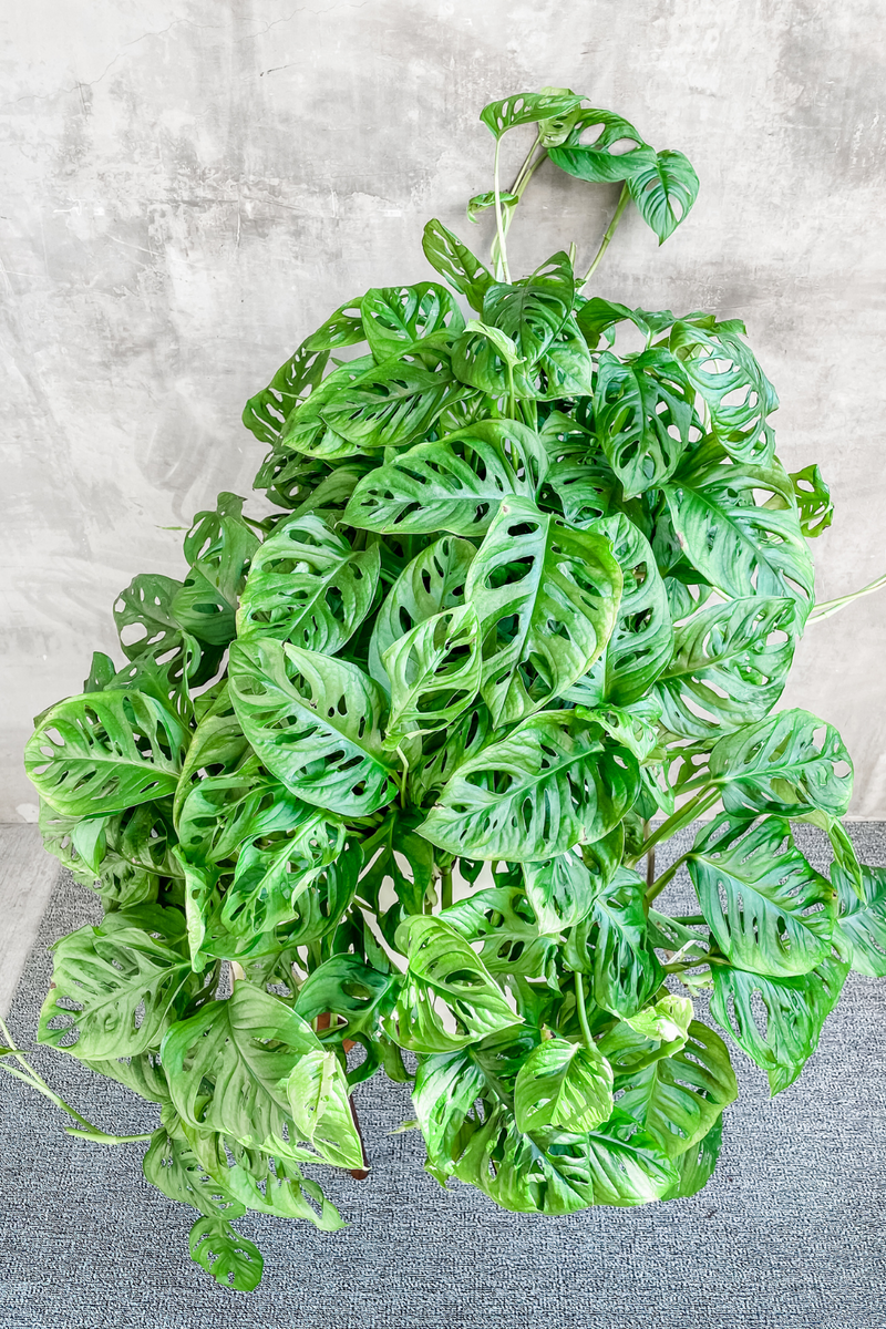 monstera adansonii air purifier Monstera Adansonii 'Swiss Cheese Plant' – ECOVIBE