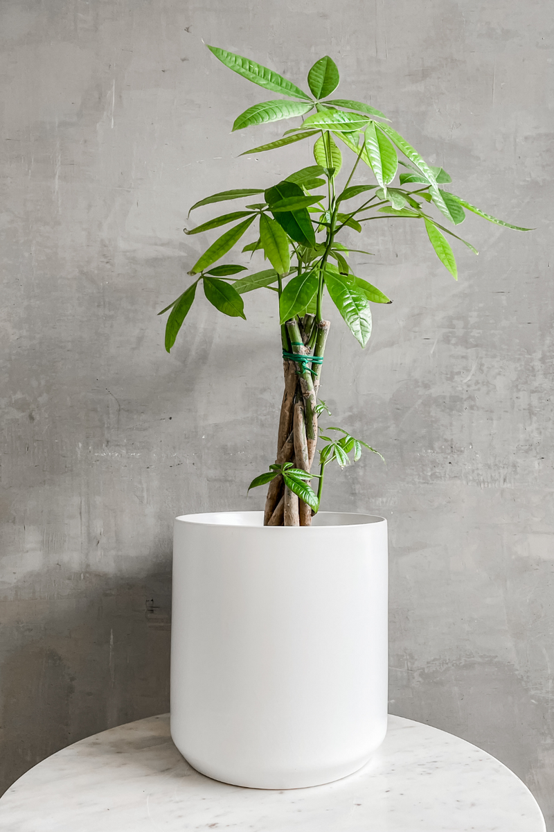 Accent Decor Large Kendall Pot in White