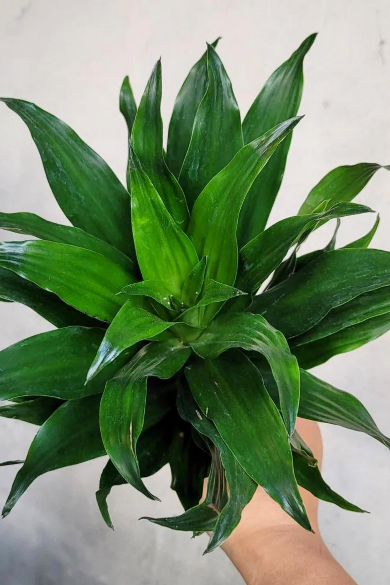 dracaena jc compacta care Dracaena 'JC Compacta' – ECOVIBE