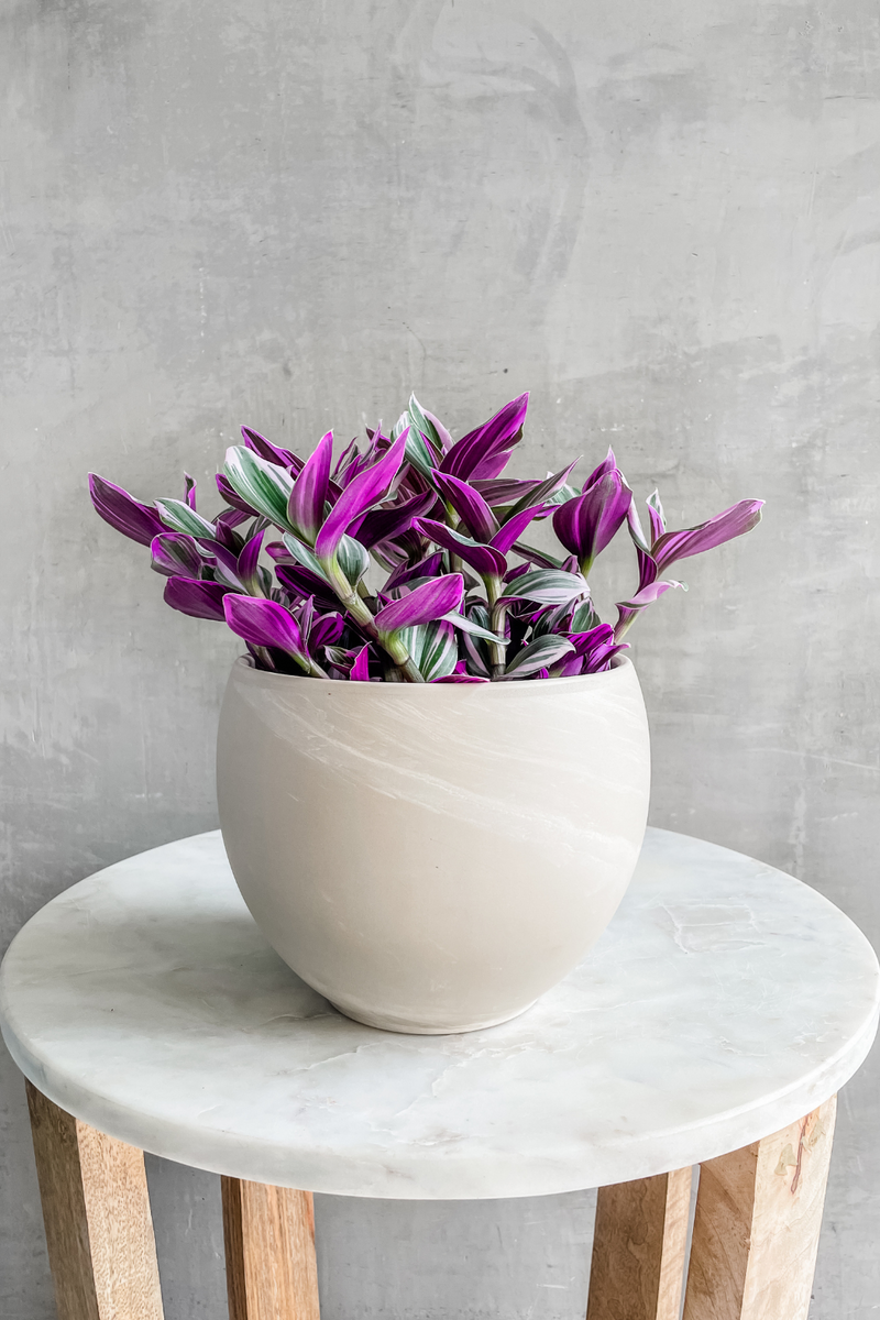 tan plant pot Astrid Pot in Tan – ECOVIBE