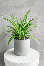 Accent Decor Kendall Pot in Grey